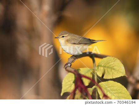 The common chiffchaff (Phylloscopus collybita) 70346194
