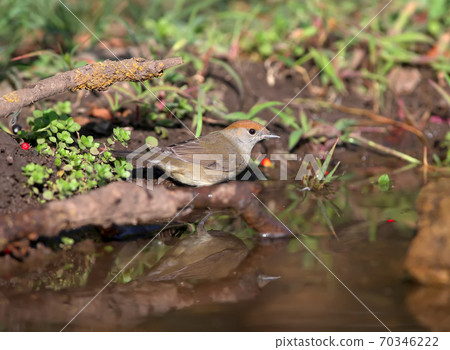 Have you seen the Eurasian blackcap? 70346222