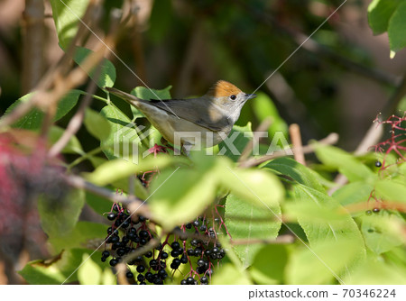 Have you seen the Eurasian blackcap? 70346224