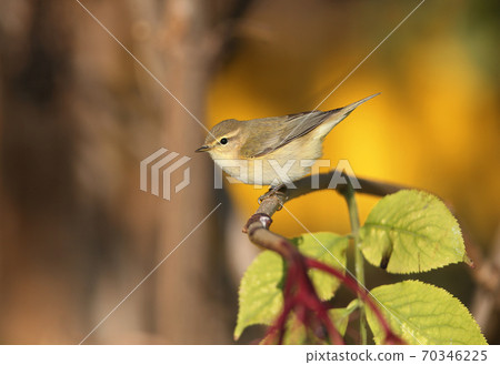 The common chiffchaff (Phylloscopus collybita) 70346225