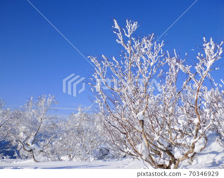 [福井縣胜山市]晴朗的雪景 70346929