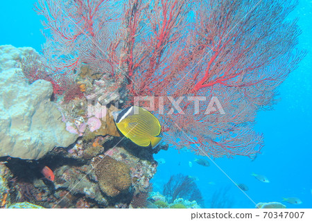 Isobana and Butterflyfish Okinawa Sea 70347007