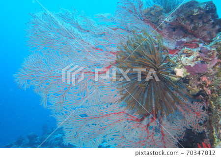 伊勢花和沖繩海田 70347012