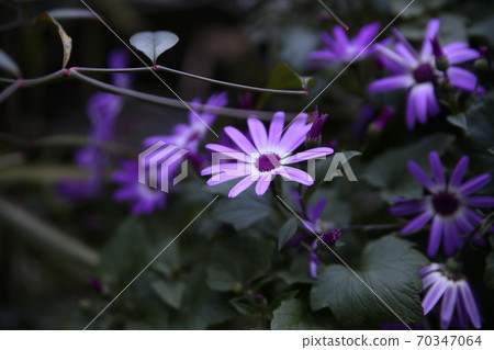 美麗的瓜葉菊花 美麗的瓜葉菊花 70347064