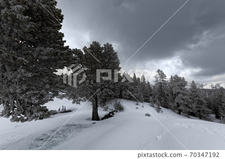 Foggy forest with white snow covered slopes 70347192