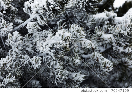 Tree branch covered by pure snow Tree branch covered by pure snow 70347199