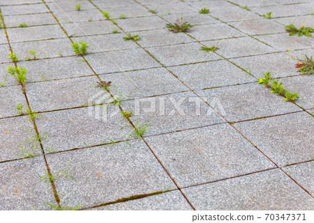VVegetation popping out from unmaintained concrete floor VVegetation popping out from unmaintained concrete floor 70347371