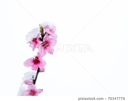 Peach flowers in bloom in the Japanese spring after a sudden and rare snowstorm 70347778