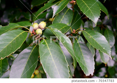 Round acorn Round acorn 70347783