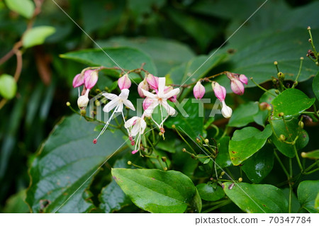 可愛的花草 70347784