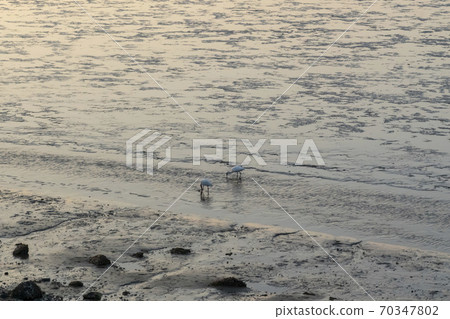 琵鷺，始興市，京畿道 70347802