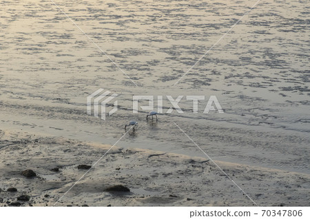 Spoonbill, Siheung, Gyeonggi-do Spoonbill, Siheung, Gyeonggi-do 70347806