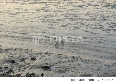 Spoonbill, Siheung, Gyeonggi-do Spoonbill, Siheung, Gyeonggi-do 70347807