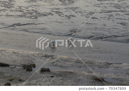 琵鷺，始興市，京畿道 70347809