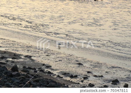 琵鷺,始興市,京畿道 琵鷺,始興市,京畿道 70347811