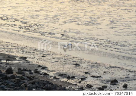 Spoonbill, Siheung, Gyeonggi-do 70347814