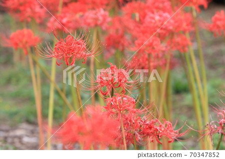 Higambunna pear 70347852