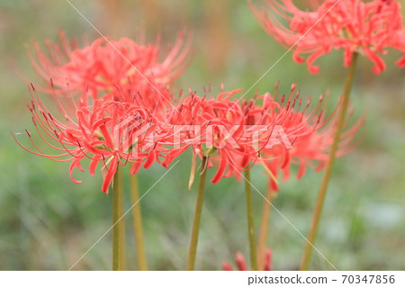 Higambunna pear 70347856