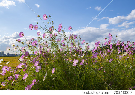 京畿道始興市厚和市 70348009