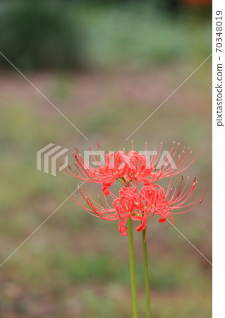 Two-wheeled cluster amaryllis Manju Saka 70348019