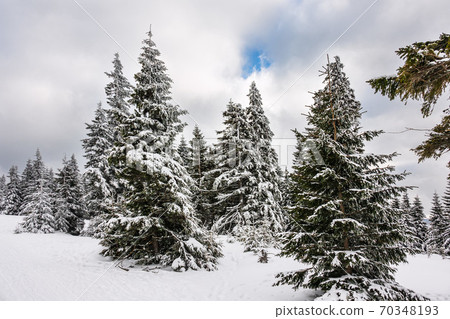 Winter with snow in the Giant Mountains, Czech Republic Winter with snow in the Giant Mountains, Czech Republic 70348193
