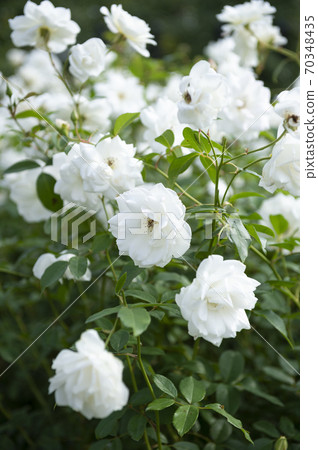 Roses proud Roses proud 70348435