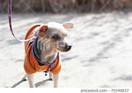 puppy puppy 70348637
