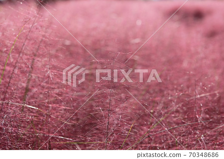 plant plant 70348686