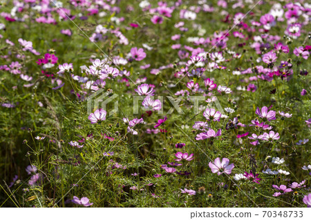 Cosmos Cosmos 70348733