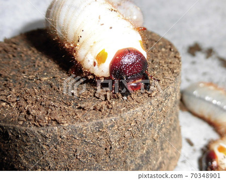 Beetle larvae Beetle larvae 70348901