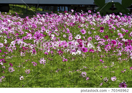 Cosmos Cosmos 70348962