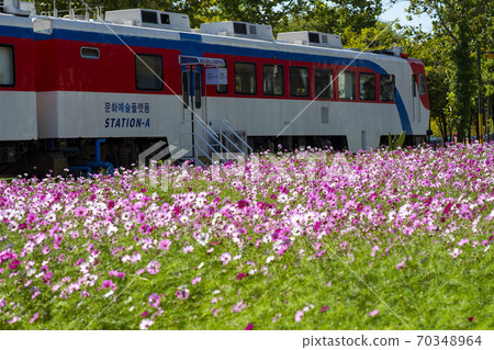 Cosmos Cosmos 70348964