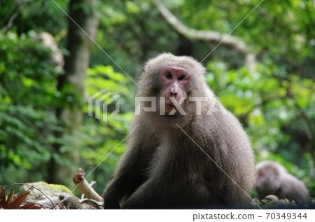 Yakusa Monkey 70349344