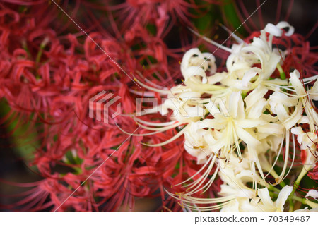 群集孤挺花 群集孤挺花 70349487