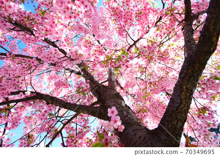 早春在京都三條大橋上盛開的川津櫻花 早春在京都三條大橋上盛開的川津櫻花 70349695