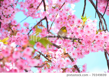 京都三條大橋旁邊的河津櫻花和正在尋找獵物的mejiro 京都三條大橋旁邊的河津櫻花和正在尋找獵物的mejiro 70349699