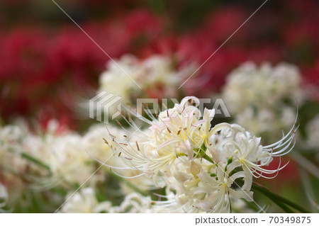 群集孤挺花 70349875