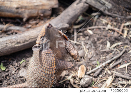 Six banded armadillo Euphractus sexcinctus, also known as the yellow armadillo catches a fly. Motion blur 70350003