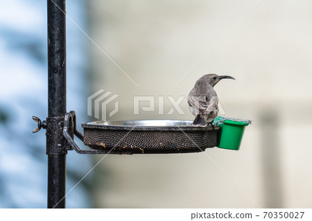 Seychelles sunbird Cinnyris dussumieri is a small passerine from the sunbird family Seychelles sunbird Cinnyris dussumieri is a small passerine from the sunbird family 70350027