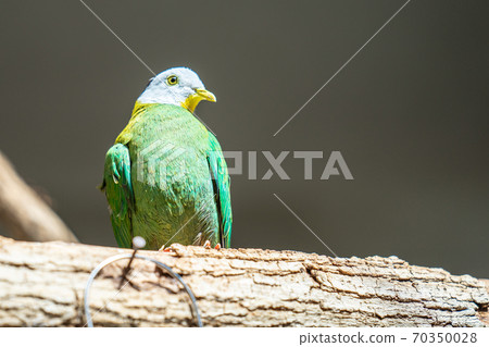 Pink-necked green pigeon Treron vernans is a species of bird of the pigeon and dove family Pink-necked green pigeon Treron vernans is a species of bird of the pigeon and dove family 70350028