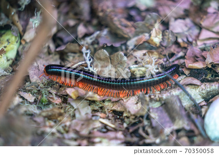 Giant African millipede, Archispirostreptus gigas 70350058