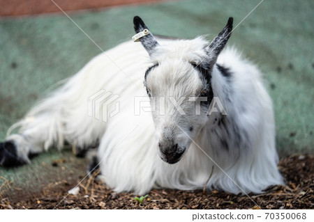 American Pygmy is an American breed of achondroplastic goat 70350068