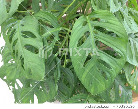 Monstera Swiss Cheese Monstera Swiss Cheese 70350156