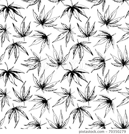 pattern of cannabis leaves. Hemp on a white background 70350279