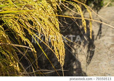 Hojobeol Siheung-si, Gyeonggi-do Hojobeol Siheung-si, Gyeonggi-do 70350513