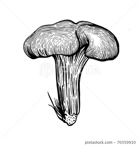 Mushroom chanterelle. Forest autumn mushrooms Mushroom chanterelle. Forest autumn mushrooms 70350910