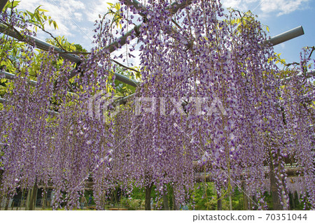 [町田市] Yakushiike公園的紫藤架子 70351044