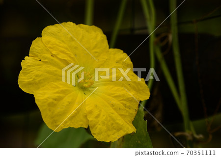 chi（天堂之花） 70351111