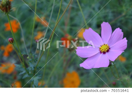 Cosmos Cosmos 70351641