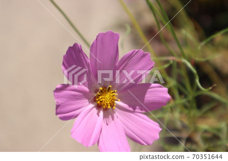 Cosmos 70351644
